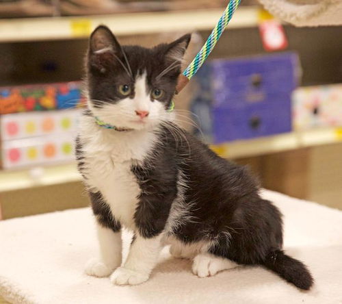 Baby Billy-ADOPTED