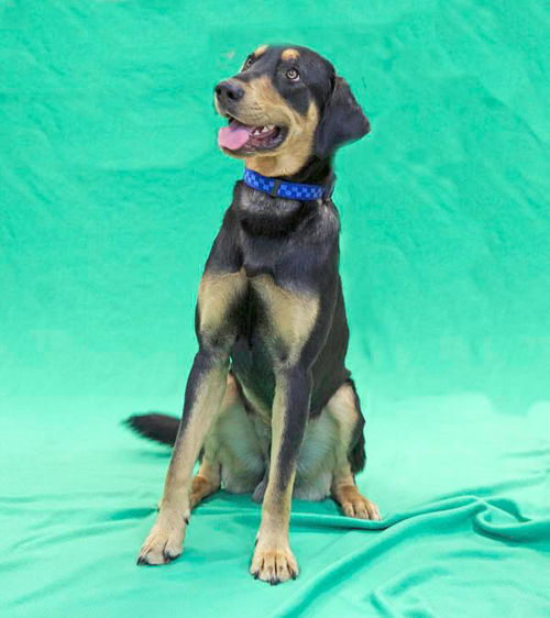 Lucky is Cuddly & Fun!-ADOPTED