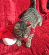 Mr. Z-ADOPTED