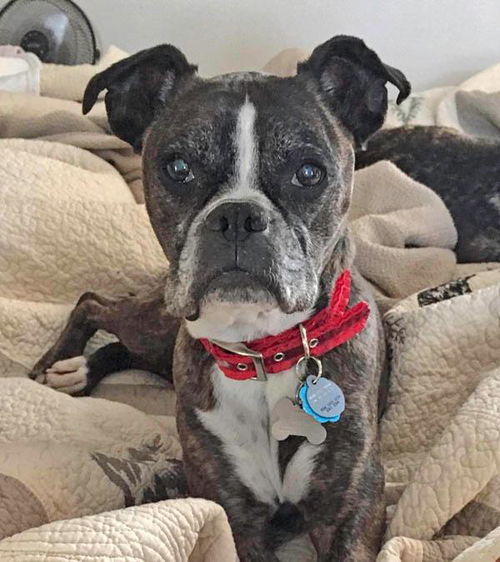 Duchess-ADOPTED