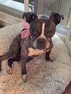 Duchess-ADOPTED