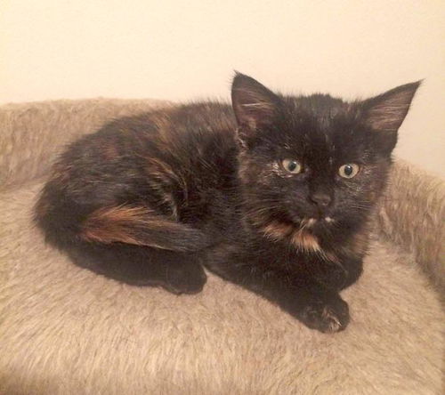 Baby Carrie-ADOPTED