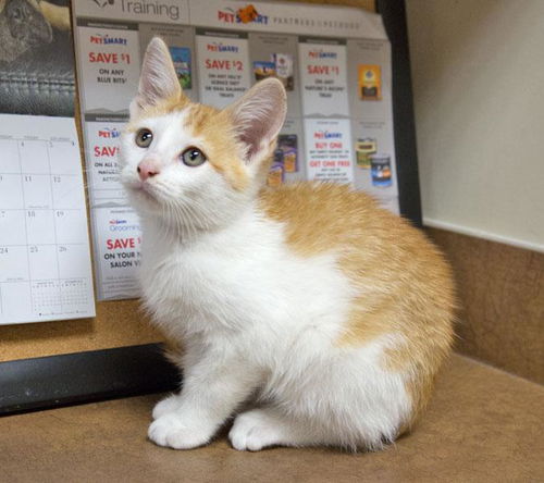 Baby Autumn-ADOPTED
