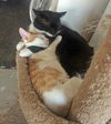 Baby Autumn-ADOPTED