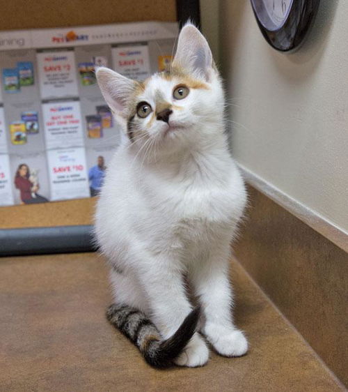 Baby Amber-ADOPTED