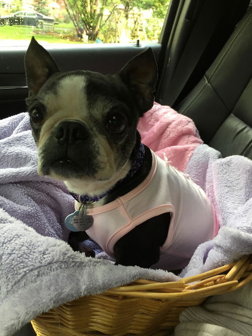 Ava-ADOPTED