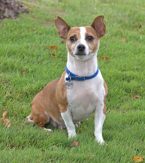Sparkle-ADOPTED