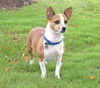 Sparkle-ADOPTED