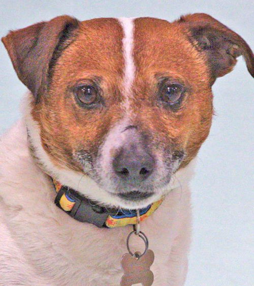 Artie-ADOPTED