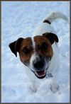 Artie-ADOPTED