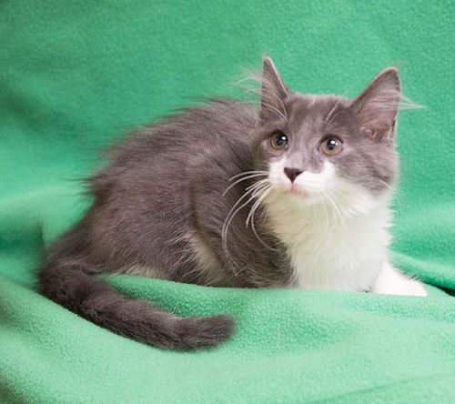 Baby Cody-ADOPTED