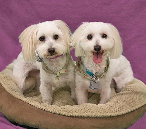 Selena and Baylee-ADOPTED