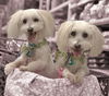 Selena and Baylee-ADOPTED