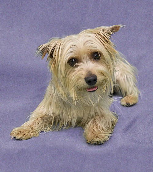 Chaucer-ADOPTED