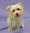 Chaucer-ADOPTED