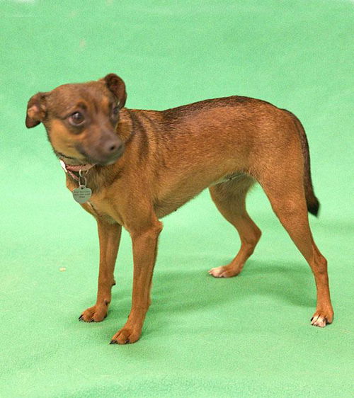 Tina-ADOPTED