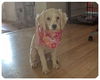 Lexi-ADOPTED