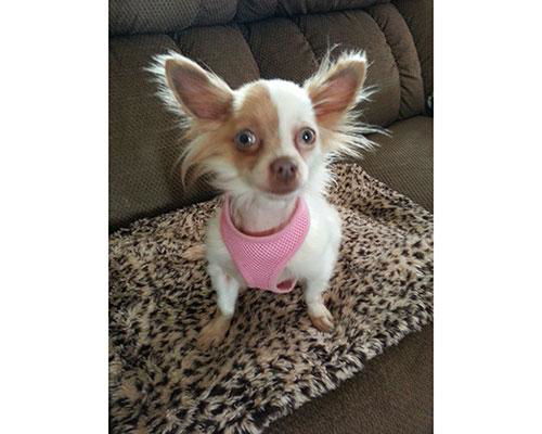 Teddy-ADOPTED
