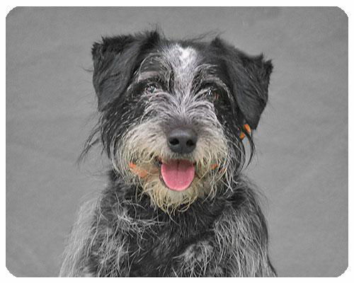 Dori-ADOPTED