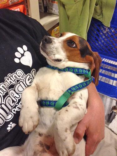 Howie-ADOPTED