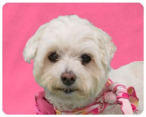 Mylee-ADOPTED