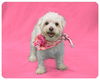 Mylee-ADOPTED