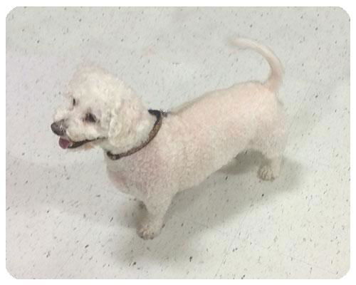Toby-ADOPTED