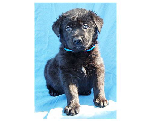 Baby Belvedere-ADOPTED