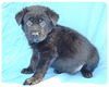 Baby Belvedere-ADOPTED