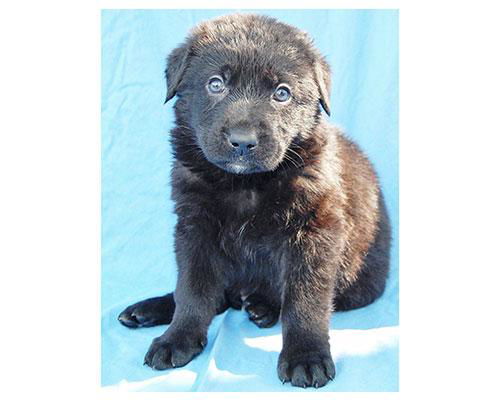 Baby Chopin-ADOPTED