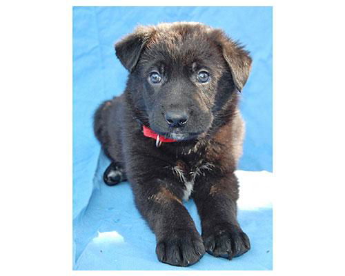 Baby Burnett-ADOPTED