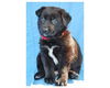 Baby Burnett-ADOPTED