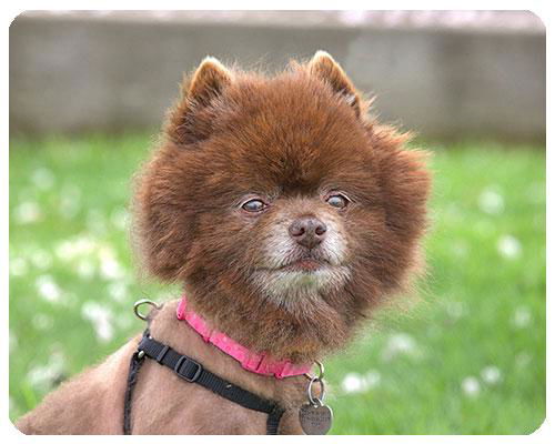 Chewy-ADOPTED