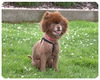Chewy-ADOPTED
