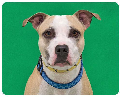 Doobie-ADOPTED