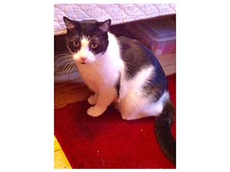 Louie-ADOPTED