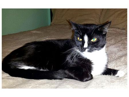Luna & Clinton-Luna ADOPTED
