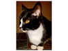 Luna & Clinton-Luna ADOPTED