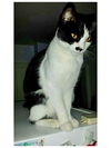 Luna & Clinton-Luna ADOPTED