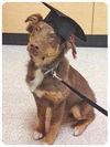Lucky-ADOPTED