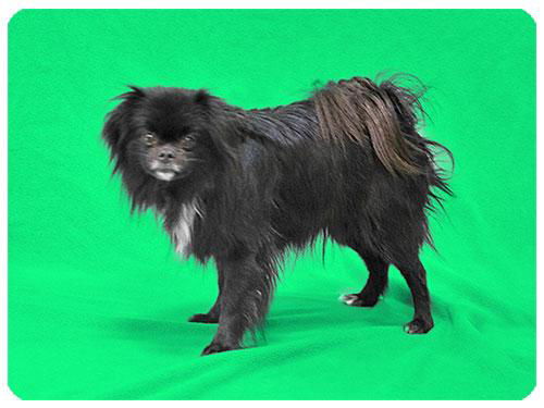 Andy-ADOPTED