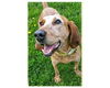 Clifford-ADOPTED