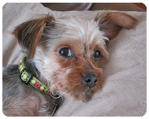 Baby Benji-ADOPTED