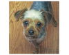 Baby Benji-ADOPTED