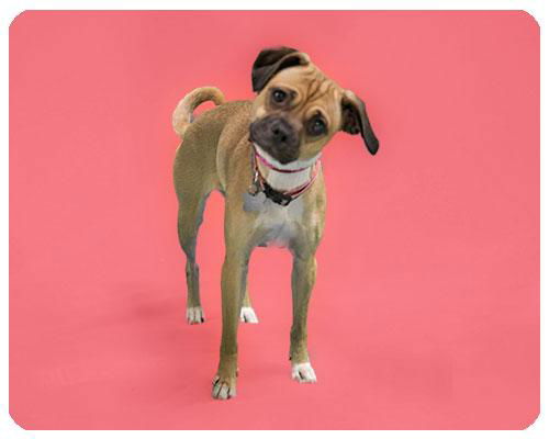 Fiona-ADOPTED