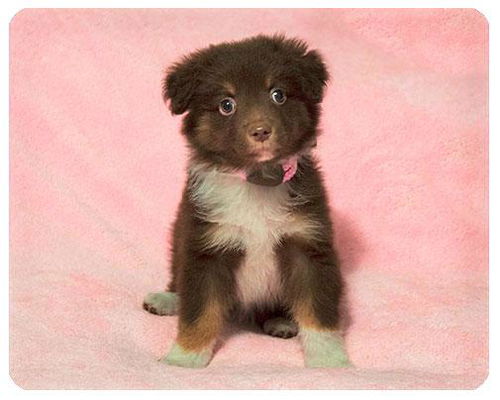 Baby Brandi