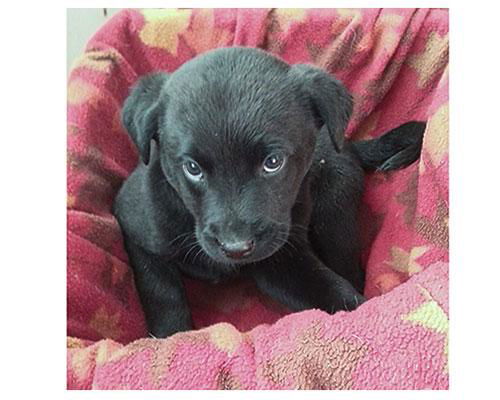 Baby Bells-ADOPTED