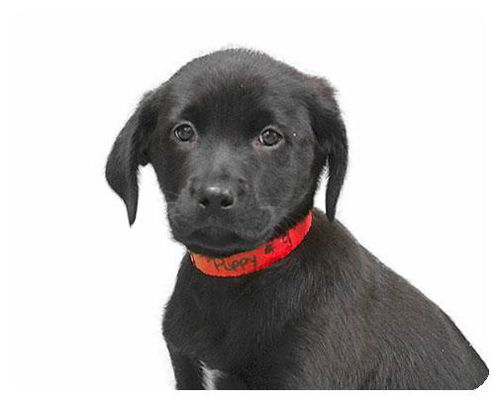 Baby Cinci-ADOPTED