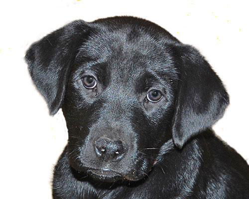 Baby Amstel-ADOPTED