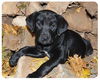 Baby Amstel-ADOPTED